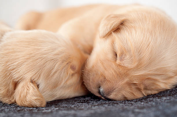 Sleeping Golden Retriever puppies stock photo