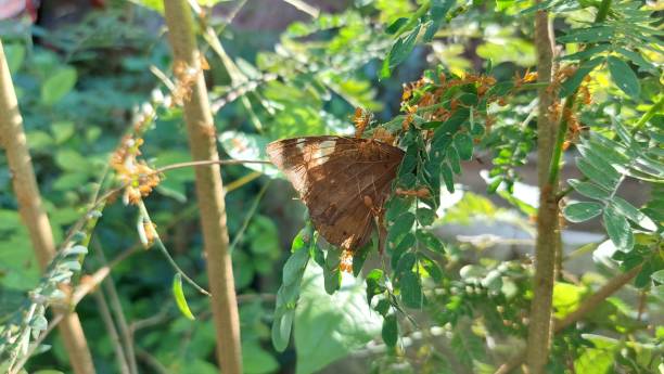 istock Red ants are eating butterfly. 1859547130