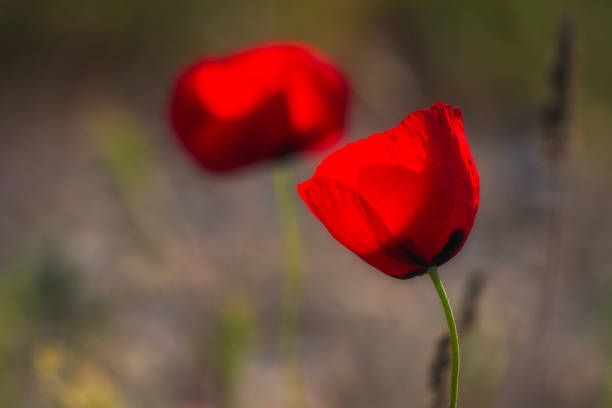 istock Red poppy_ 1859550271