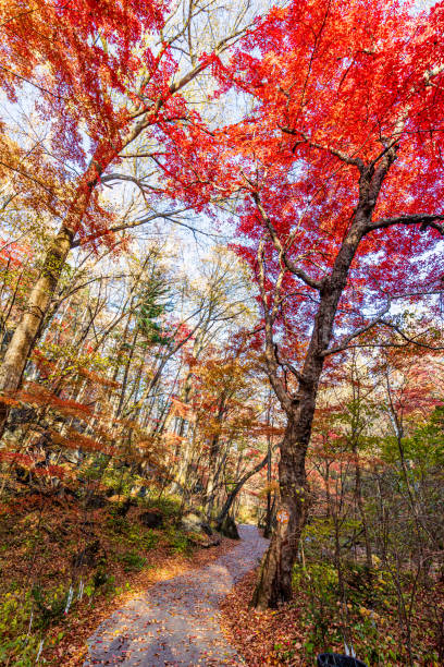 istock Autumn National Forest Park 1859550785
