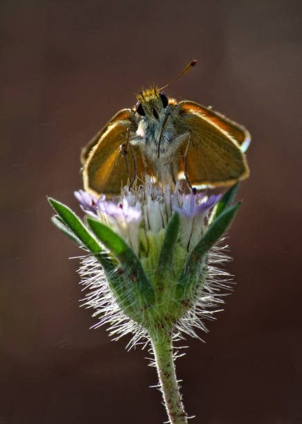 istock Thymelicus sylvestris_ 1859553345