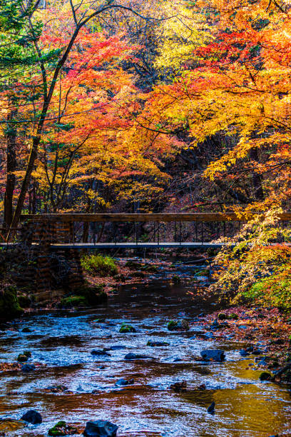 istock A small river in the woods in autumn 1859553848