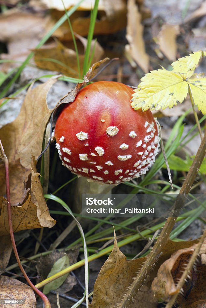 amanita - Foto stock royalty-free di Albero