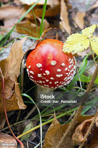 Amanita - Fotografie stock e altre immagini di Albero - Albero, Amanita Parcivolvata, Ambientazione esterna