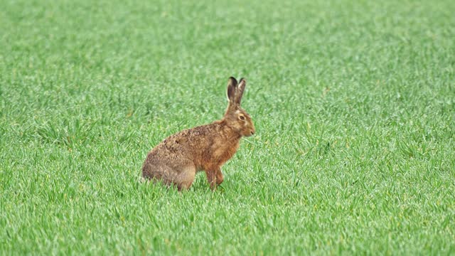 brown hare walks across a green meadow, Halle Saale, Saxony Anhalt, Germany