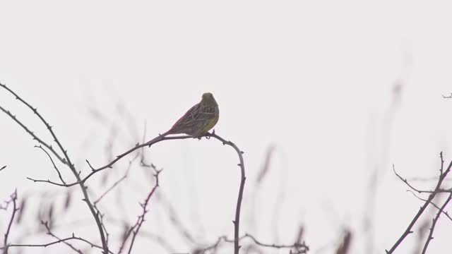Yellowhammer sits on the branch of a rosehip bush in strong wind