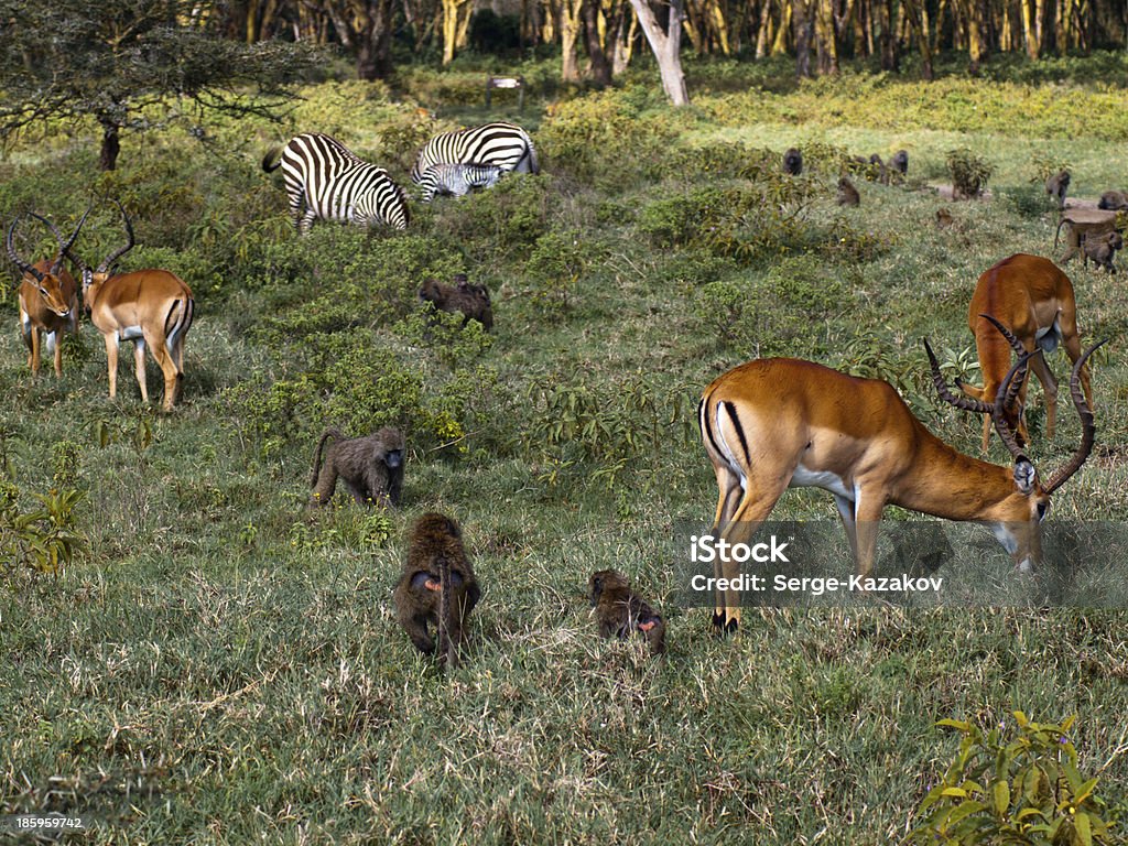 アフリカの哺乳類でのお食事 - 林のロイヤリティフリーストックフォト