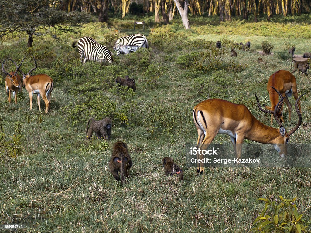 Mamíferos durante a refeição - - Royalty-free Caos Foto de stock