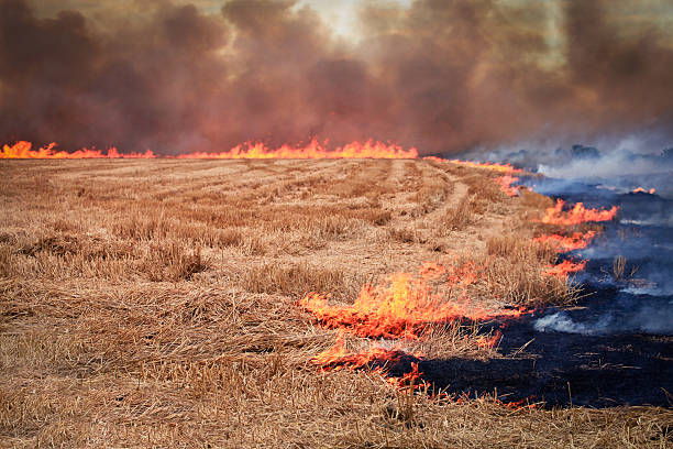 Field of Fire Paddock/Field stubble fire working its way from the outside in. (Burn-off). Necessary for arable crop farming, Canterbury, New Zealand hay field stock pictures, royalty-free photos & images