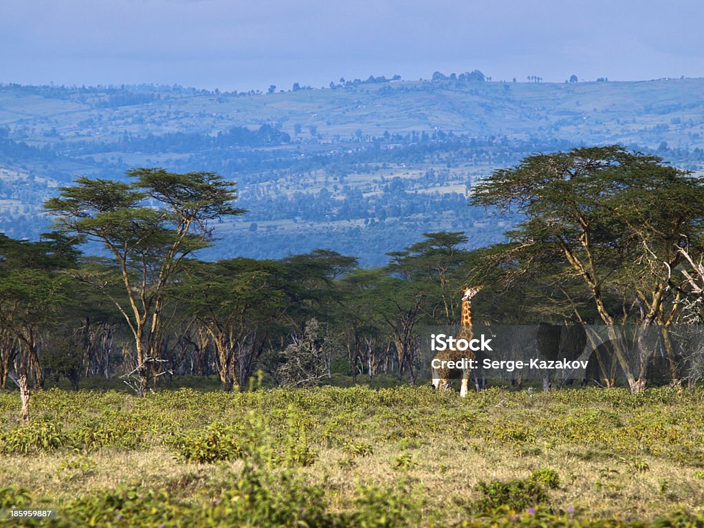 Adult giraffe eating leaves on a tree adult giraffe eating leaves on a tree against the background of Savannah Adult Stock Photo