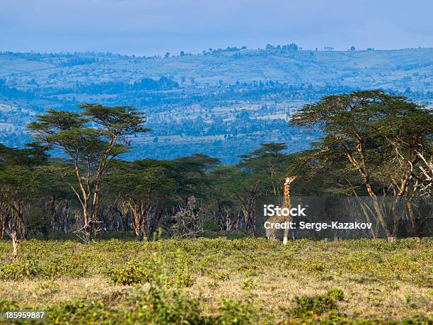 Adult Giraffe Eating Leaves On A Tree Stock Photo - Download Image Now - Adult, Africa, Animal