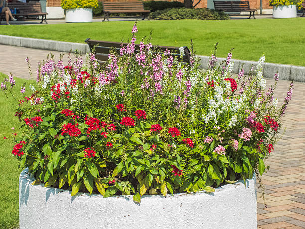 istock multicolored  garden in city 185959949