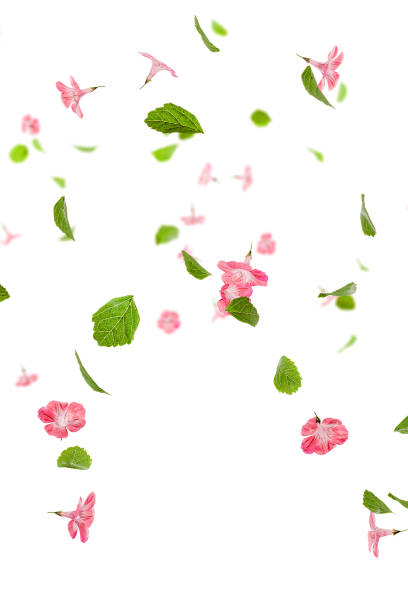 istock Fresh green leaves with pink flowers flying background 1859600766