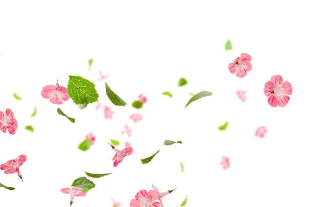 istock Fresh green leaves with pink flowers flying background 1859600771