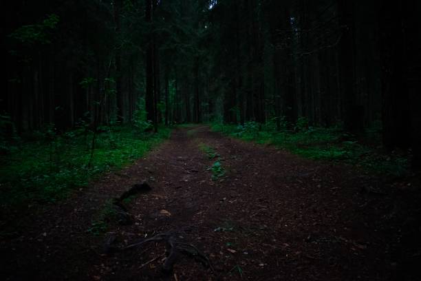 istock Gloomy forest trail in cloudy weather 1859610201