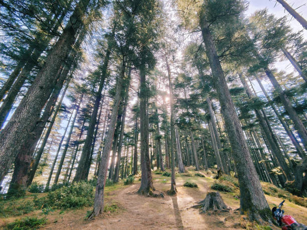 Behold the beauty of Himachal Pradesh with this captivating image showcasing the majestic Deodar trees.
