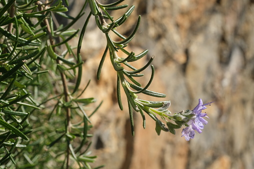 Sprig of rosemary with purple flower. Macro photography of spring flowering.