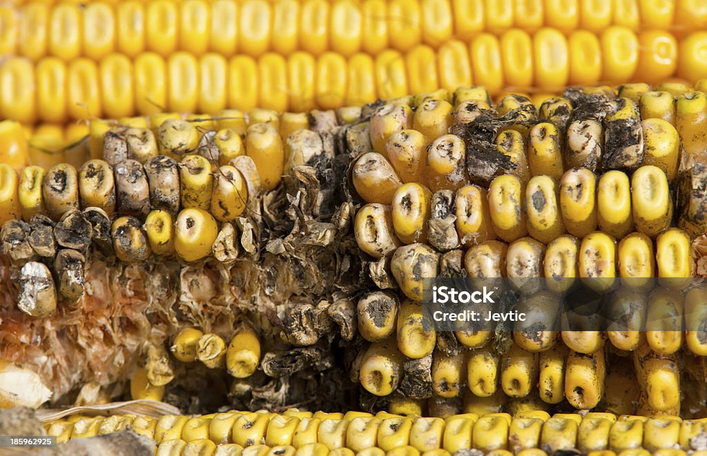 Corn rot - Foto de stock de Agricultura libre de derechos