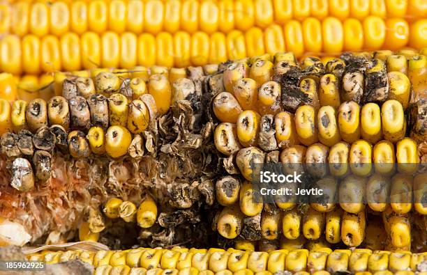Corn Rot Foto de stock y más banco de imágenes de Agricultura - Agricultura, Basura, Cascabillo