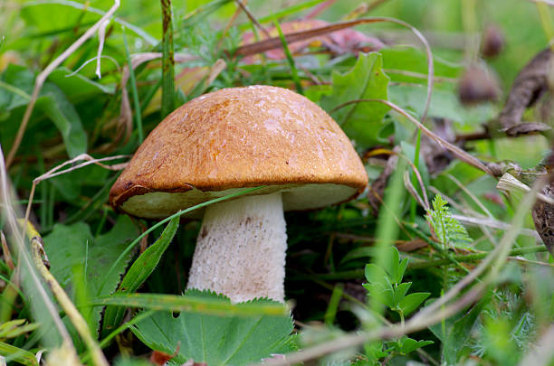 istock Mushrooms orange cap boletus in the grass 185962963