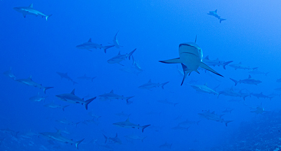 Large white shark looks straight into the camera. Captured in the clear blue waters of South Australia.