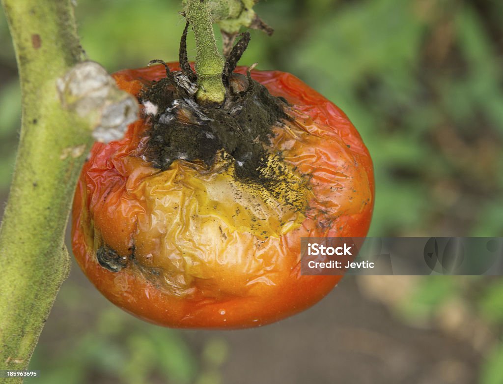 Tomaten-Krankheit - Lizenzfrei Agrarbetrieb Stock-Foto