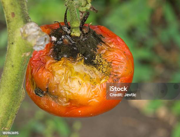 Tomatenkrankheit Stockfoto und mehr Bilder von Agrarbetrieb - Agrarbetrieb, Ast - Pflanzenbestandteil, Ausgedörrt
