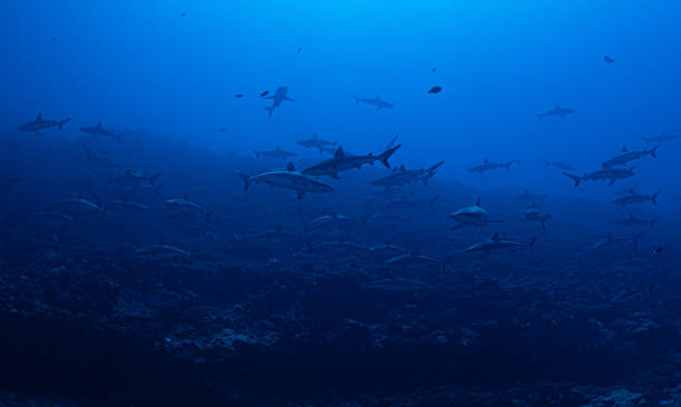 istock Sharks in French Polynesia 1859637371