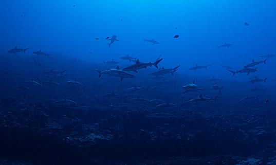 Off the Island of Fakarava there is a famous dive site called the 'Wall of Sharks' where over 500 sharks can be seen at anythime. Considered to be one of the best dives in the world.