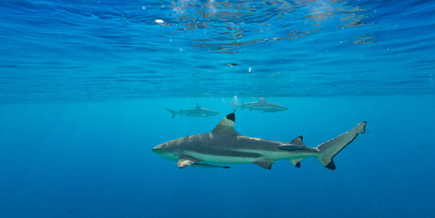 フランス領ポリネシアのサメ - 有名原生地域 ストックフォトと画像