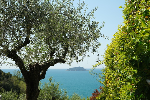 Garden with climbing plants of rincospermum on the Ligurian sea. Gulf of La Spezia near the Cinque Terre. Olive and jasmine plants.