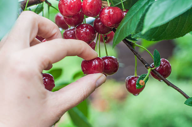 apanhar frutos ginja - women red fruit picking imagens e fotografias de stock