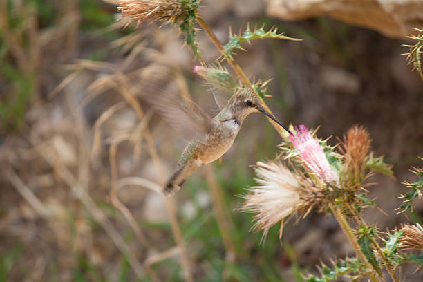 istock Hummingbird in the Grand Canyon 185964833