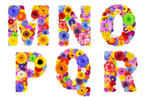 цветочный алфавит изолированные на белом-букв mnopqr - perfection gerbera daisy single flower flower стоковые фото и изображения