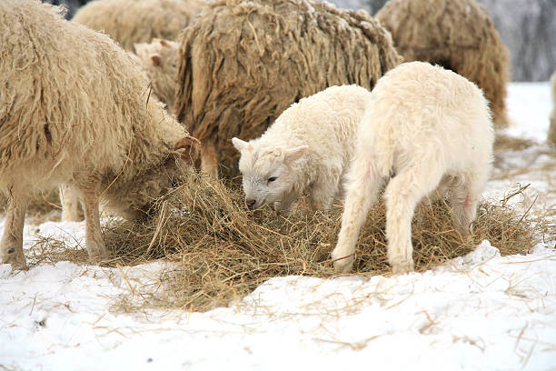 ovejas skudde con cordero - flock of sheep newborn animal sheep winter fotografías e imágenes de stock