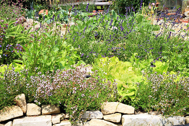 istock Organic home garden 185964979