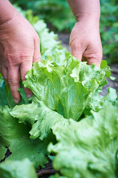 istock hands harvesting fresh green salad 185965166