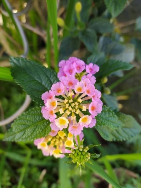 istock Lantana flower grow 1859653709
