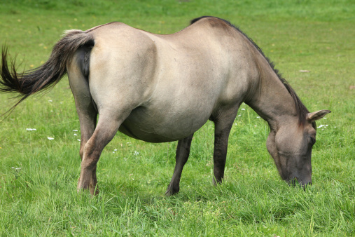 Bialowieza - national park and UNESCO World Heritage Site in Poland. Pregnant mare of konik, small breed of Polish semi-wild horses.