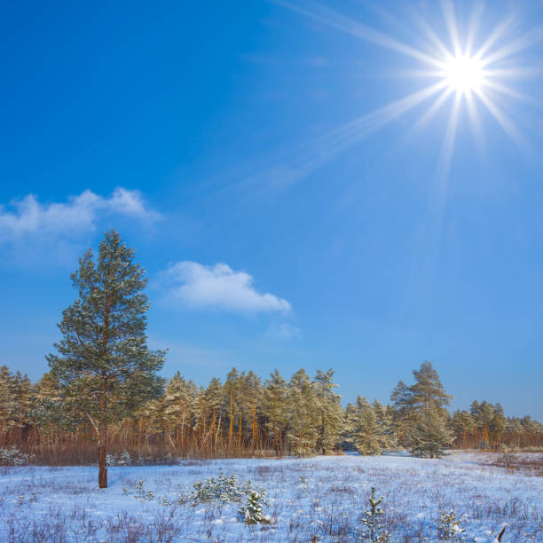 istock snowbound forest glade in light of sparkle sun 1859655822