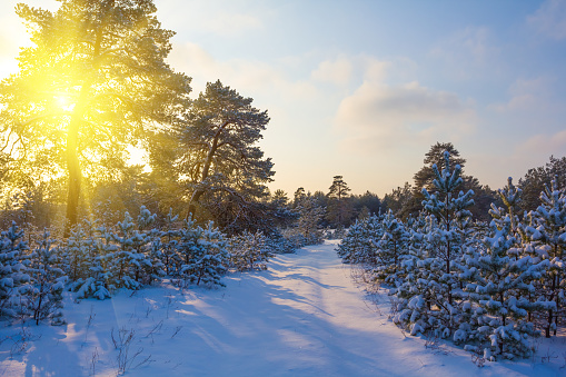 snowbound winter forest glade in light of sparkle sun