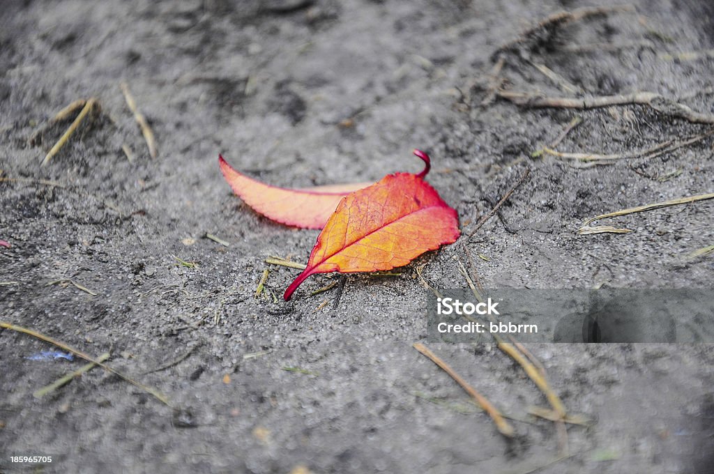 Autunno leafs - Foto stock royalty-free di Acero