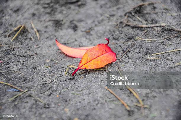 Autunno Leafs - Fotografie stock e altre immagini di Acero - Acero, Aiuola, Albero