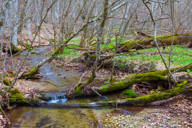 istock small mountain brook flow in the canyon 1859657432