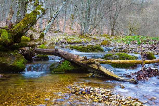 small mountain brook flow in the canyon