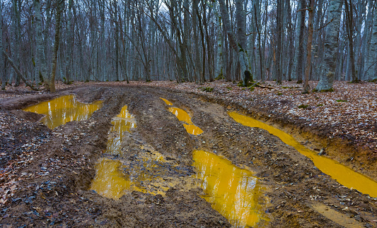 dirty ground road in the misty forest