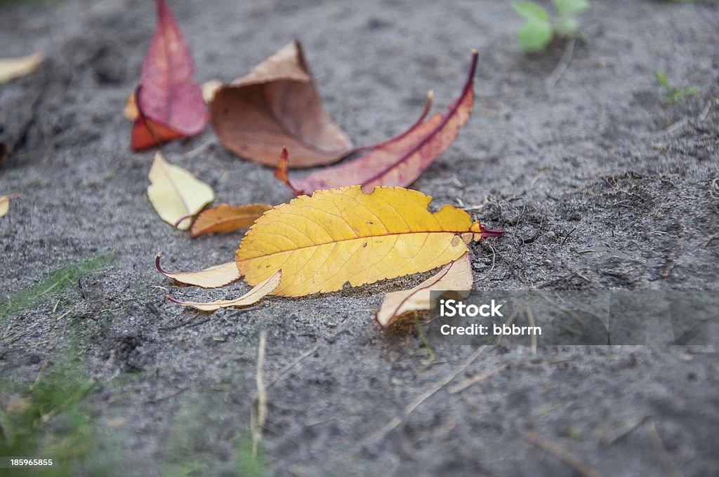 Outono leafs - Royalty-free Amarelo Foto de stock