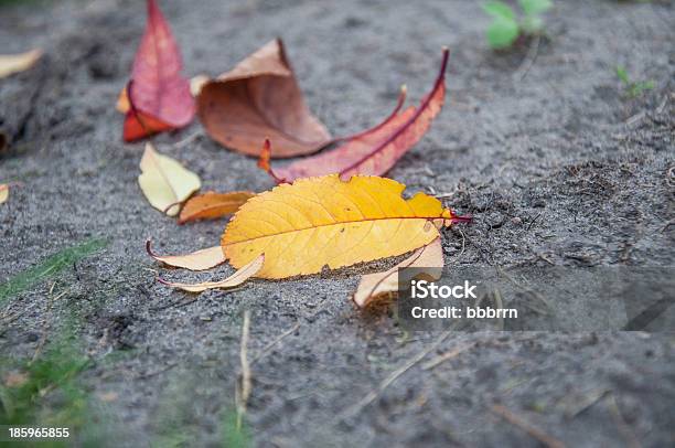 Outono Leafs - Fotografias de stock e mais imagens de Amarelo - Amarelo, Ao Ar Livre, Arbusto