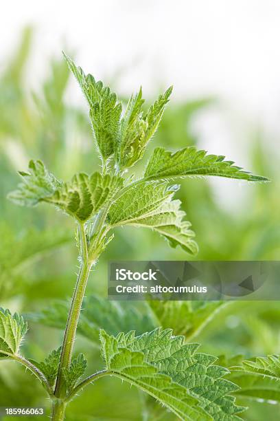 Nettle Stock Photo - Download Image Now - Aromatherapy, Backgrounds, Beauty