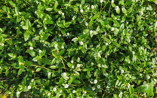Alternanthera philoxeroides, commonly referred to as alligator weed, grass like this can now be found in many other countries